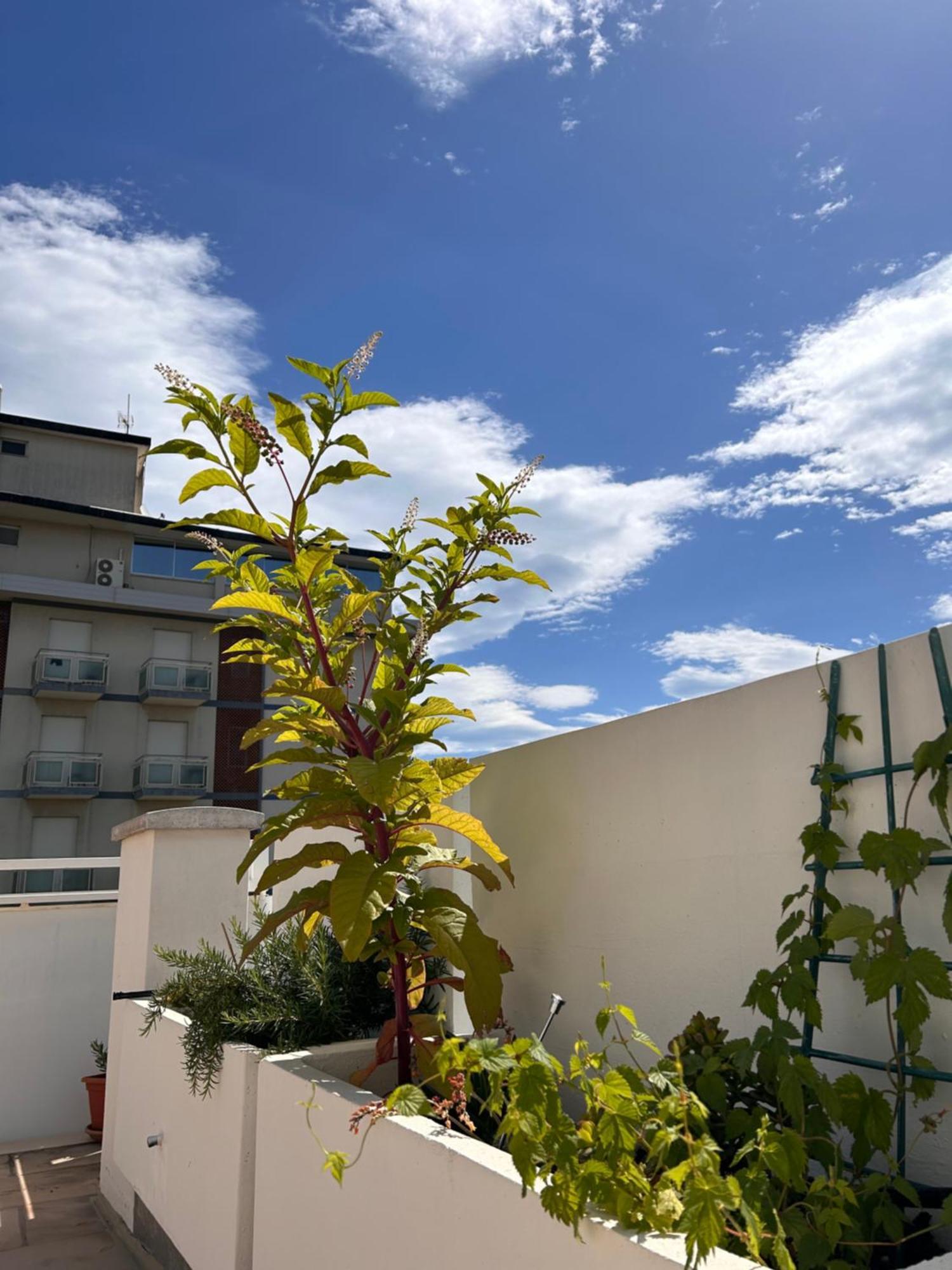 Residence Siesta Rimini Exterior photo